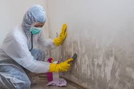 Reliable South Taft, CA Mold Removal Services Solutions